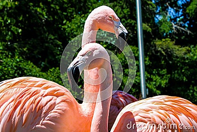 Closeup of two Flamingos at Cleveland Metroparks Zoo under the sunlight Stock Photo