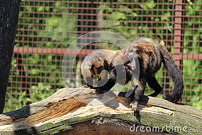 Closeup of two funny monkeys exploring a damaged tree trunk Stock Photo