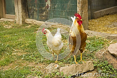 Closeup of two hen in a farmyard Stock Photo