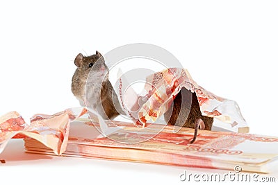 Closeup two mouse near paper currency and pile of cash on white background. Stock Photo