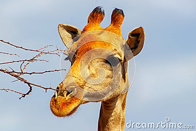 Closeup two namibian giraffes on blue sky background Stock Photo