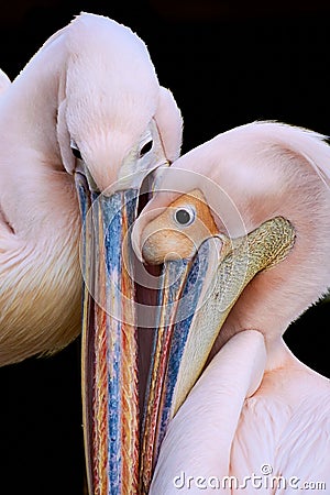 Pelican couple isolated on black background. Pelecanus onocrotalus Stock Photo
