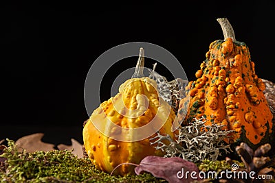 Closeup of two pumpkins with autumn leaves, selective focus, black background, horizontal Stock Photo