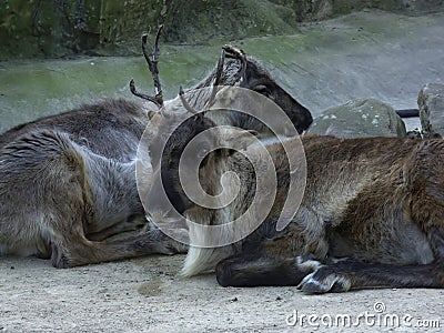 Closeup on two reindeer or caribou, Rangifer tarandus, laying on the ground Stock Photo