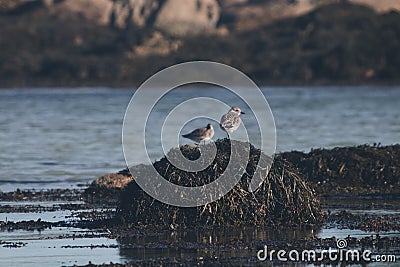 Closeup of two semipalmated sandpipers standing on a pule of muddy grass in the water Stock Photo