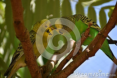 Closeup of two small green kissing budgies sitting on a tree branch Stock Photo