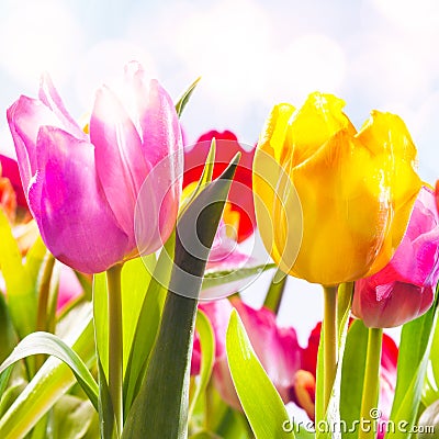 Closeup of two vibrant fresh tulips outdoors Stock Photo