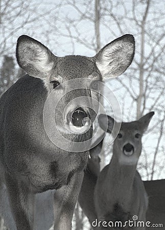 A closeup of two White tail deer Stock Photo