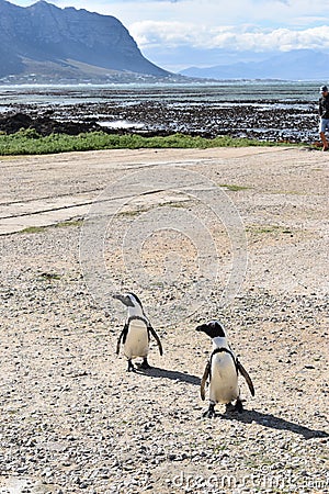 Closeup of two cute Penguins on the beach in BettyÂ´s Bay near Cape Town in South Africa Editorial Stock Photo