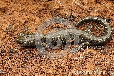 Closeup on a not yet dark colored sub-adult juvenile Black salamander, Aneides flavipunctatus Stock Photo