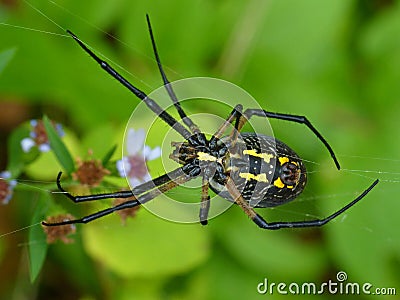 Yellow Garden Spider Underside Stock Photo