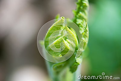 Plant Closeup Stock Photo