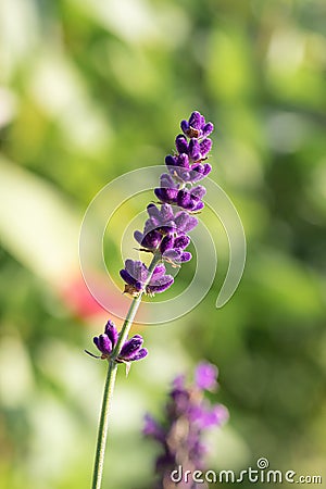 Closeup of a unique and magnificent purple lavandula flower with other plants in the background Stock Photo