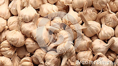 Closeup of unpeeled garlic with light in Stock Photo