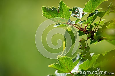 Closeup of unripe green currants on leafy branch against green blurry background in nature. Red or black berries growing Stock Photo
