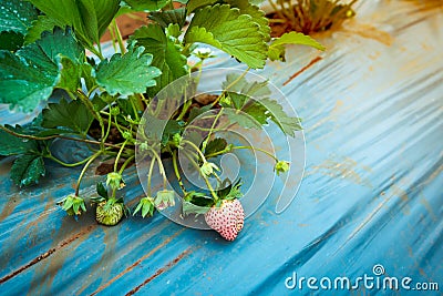 Closeup of unripe organic strawberry fruit growing on plantation Stock Photo