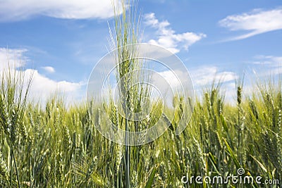 Closeup unripe wheat ears. Blue Sky in the background Stock Photo