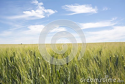 Closeup unripe wheat ears. Blue Sky in the background Stock Photo