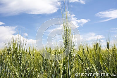 Closeup unripe wheat ears. Blue Sky in the background Stock Photo