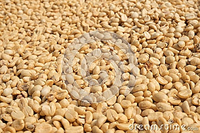 Closeup unroasted green coffee beans natural Stock Photo