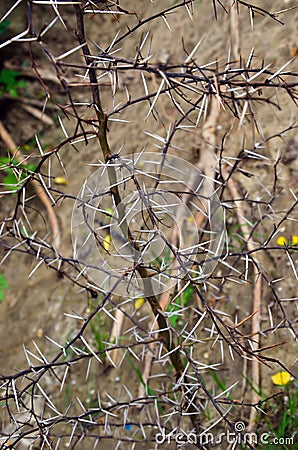 Closeup of a vachellia karroo or acacia karoo thorn tree. Beautiful sweet thorn tree branches and long sharp white thorns Stock Photo