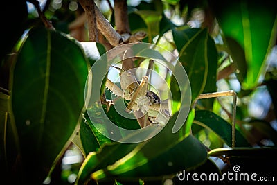 Closeup of valanga nigricornis Stock Photo