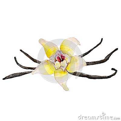 The closeup vanilla flower and beans isolated on white background, watercolor illustration. Cartoon Illustration