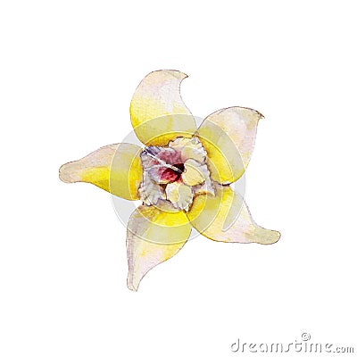 The closeup vanilla flower isolated on white background, watercolor illustration. Cartoon Illustration