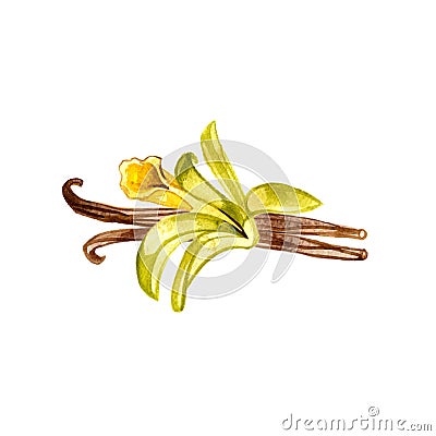 The closeup vanilla flower isolated on white background, watercolor illustration in hand drawn style. Cartoon Illustration