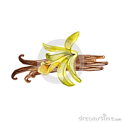 The closeup vanilla flower isolated on white background, watercolor illustration in hand drawn style. Cartoon Illustration