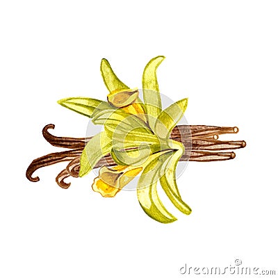 The closeup vanilla flower on white background, watercolor illustration in hand drawn style. Cartoon Illustration