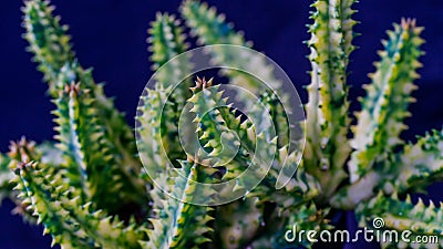 Closeup of variegated Huernia zebrina isolated on black background. Stock Photo