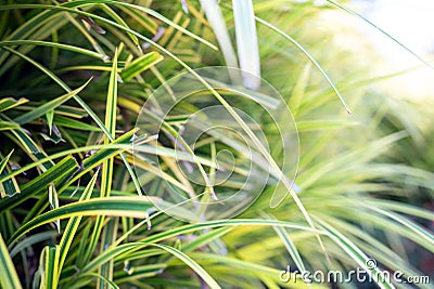 Closeup Variegated Lily Turf, Greenary Botanic Background Stock Photo