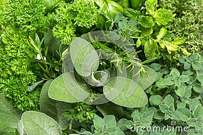 Closeup of variety fresh herbs Stock Photo