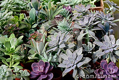 Closeup of a variety of succulents. Ghost Plant, Echiveria 'Perle von Nurnberg', jade plant. Stock Photo