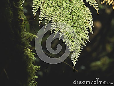 Closeup Various plants in Rainforest Stock Photo