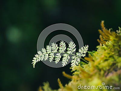 Closeup Various plants in Rainforest Stock Photo