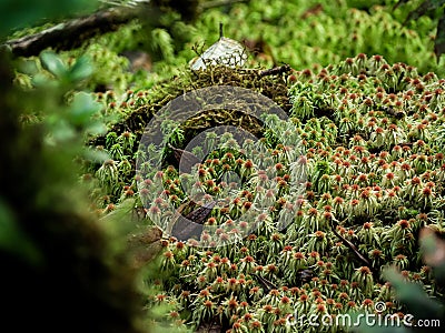 Closeup Various plants in Rainforest Stock Photo