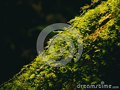 Closeup Various plants in Rainforest Stock Photo