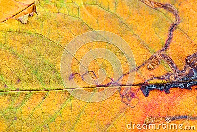 A closeup of the veins on an autumn leaf. Stock Photo
