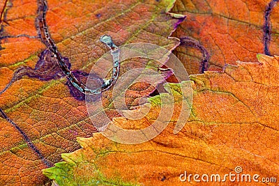 A closeup of the veins on autumn leaves Stock Photo