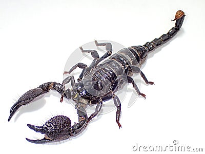 Closeup of a venomous scorpion on a white background Stock Photo