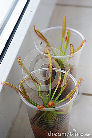 Closeup vertical shot of a cape sundew plant in a plastic cup Stock Photo
