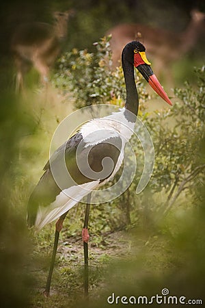 Closeup vertical shot of the Saddle-billed stork in South Africa Stock Photo