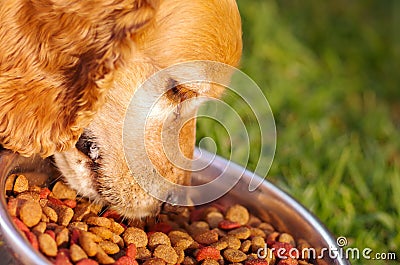 Closeup very cute cocker spaniel dog eating from metal bowl with fresh crunchy food sitting on green grass, animal Stock Photo