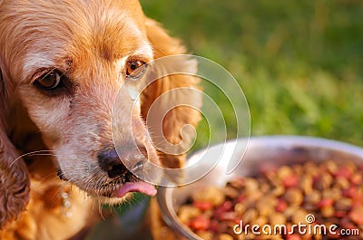 Closeup very cute cocker spaniel dog posing in front of metal bowl with fresh crunchy food sitting on green grass Stock Photo