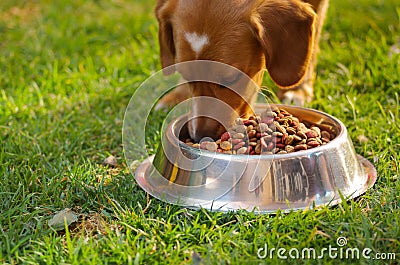 Closeup very cute mixed breed dog eating from metal bowl with fresh crunchy food sitting on green grass, animal Stock Photo