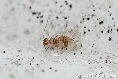 Closeup on a very small booklice species, Ectopsocus briggsi sit Stock Photo