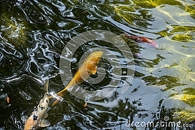 Closeup of vibrant fish glistening in the water of a pond Stock Photo
