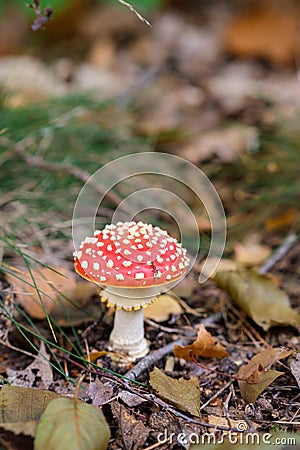 Closeup of vibrant mushrooms Stock Photo